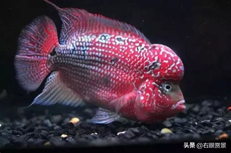 花羅漢魚|挑選花羅漢魚的要點及基本技巧 